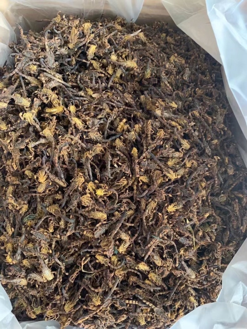 中药材新货清水蝎子干全虫清水全蝎干蝎子盐水蝎子药用食用