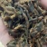中药材新货清水蝎子干全虫清水全蝎干蝎子盐水蝎子药用食用