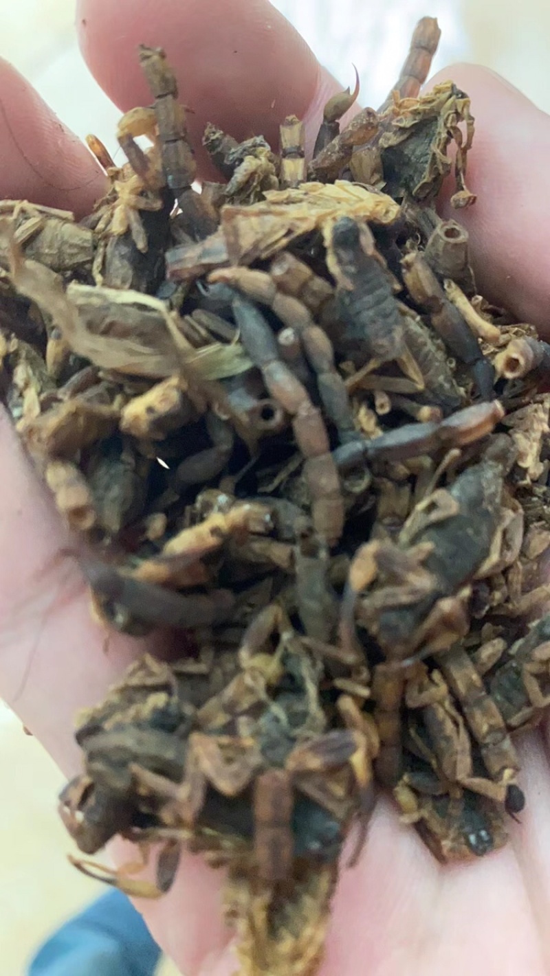中药材新货清水蝎子干全虫清水全蝎干蝎子盐水蝎子药用食用