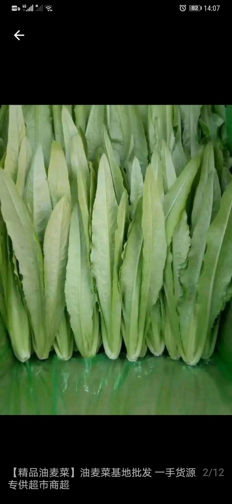 生菜