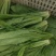 生菜