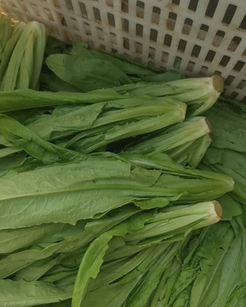生菜