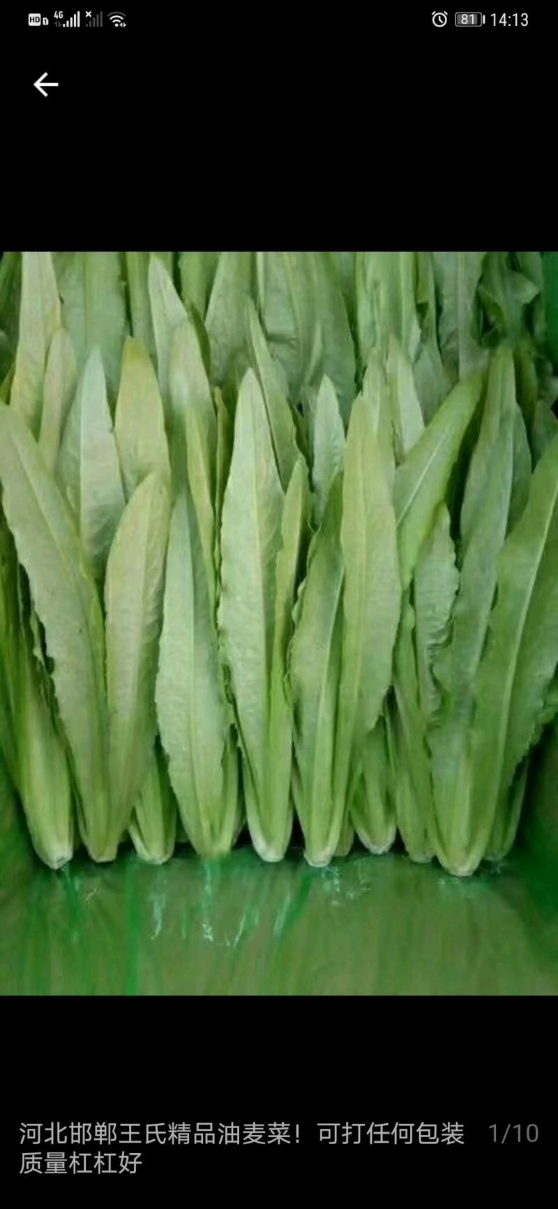 生菜