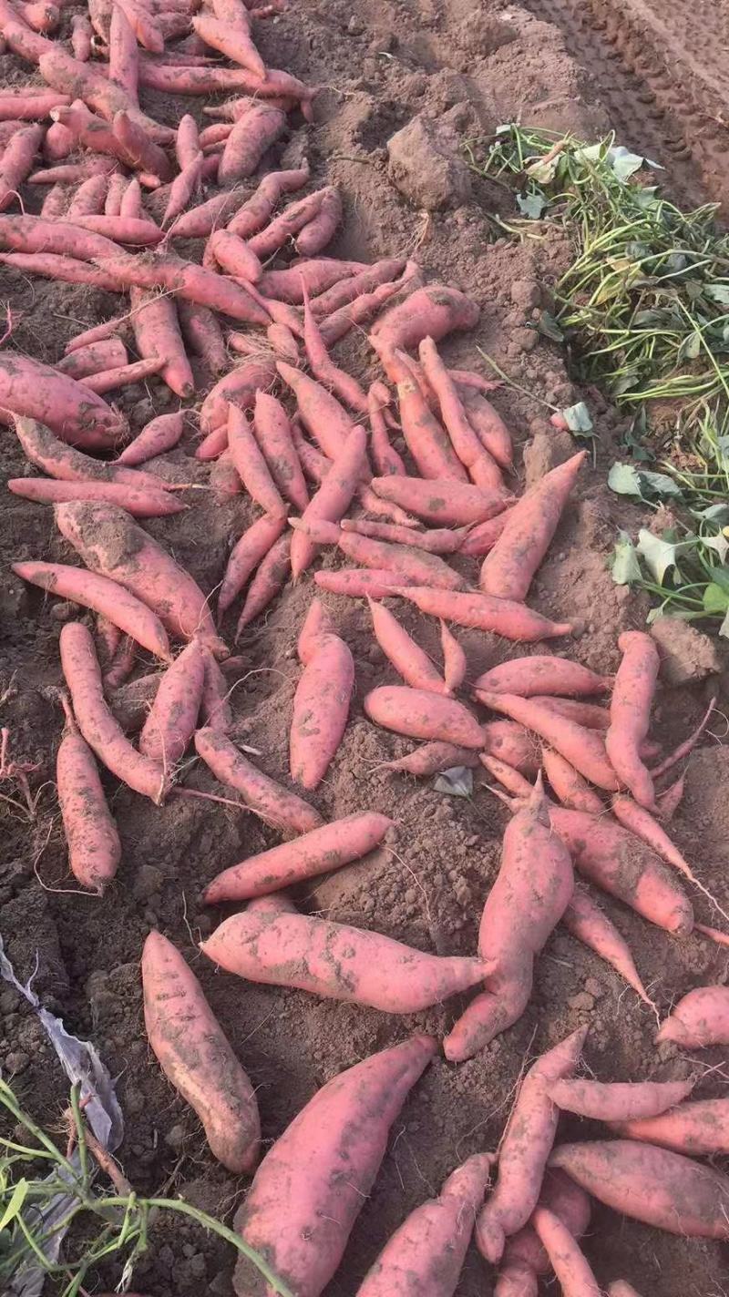 自家农场种植烟薯25香甜软糯自产自销品质保证欢迎咨询