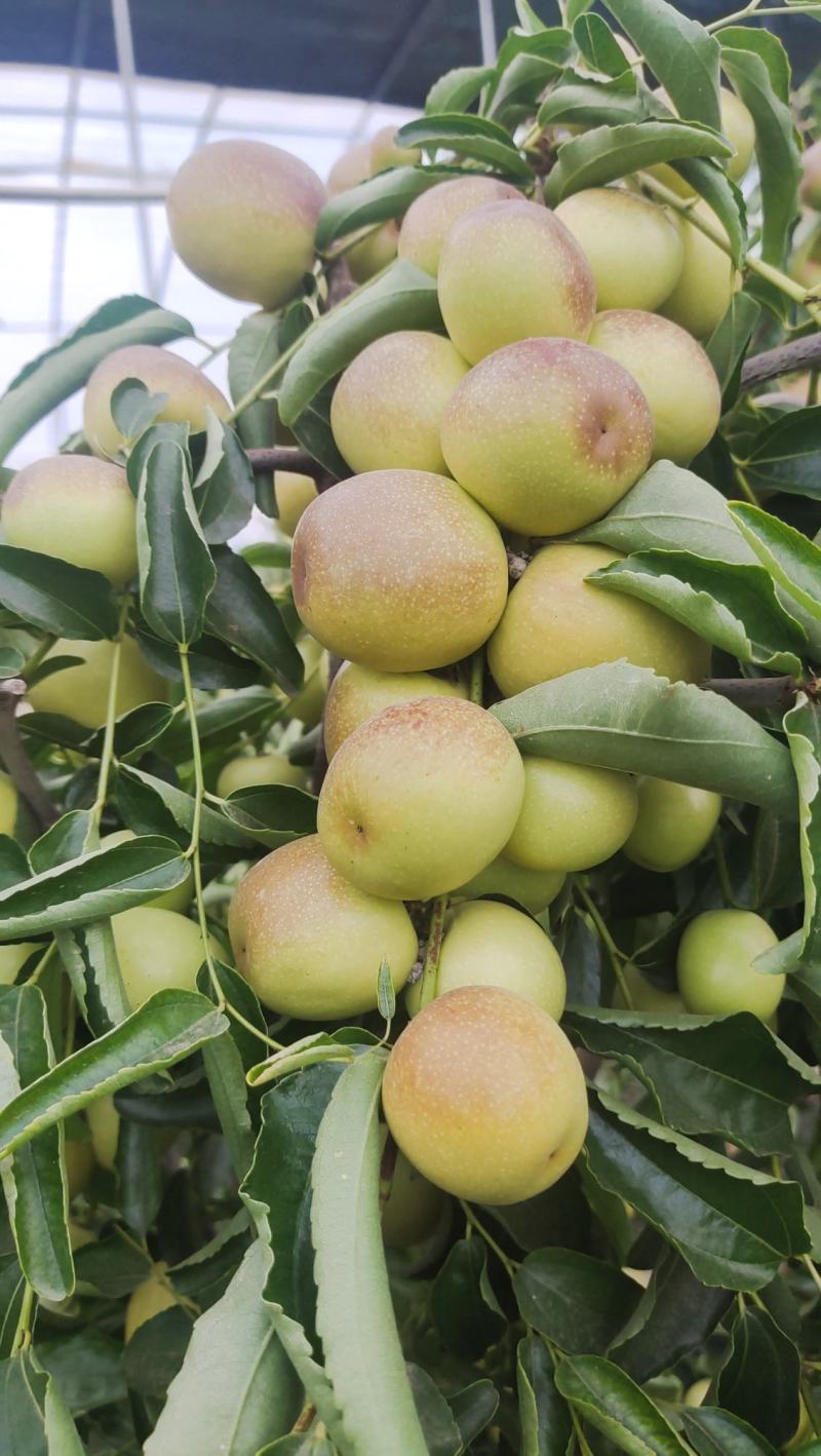 大荔冬枣
