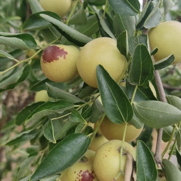 大荔冬枣