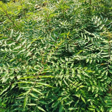 黄连木/绿化苗木/乔灌木/黄连木/原生态树苗/林木种苗