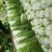 黄心大白菜