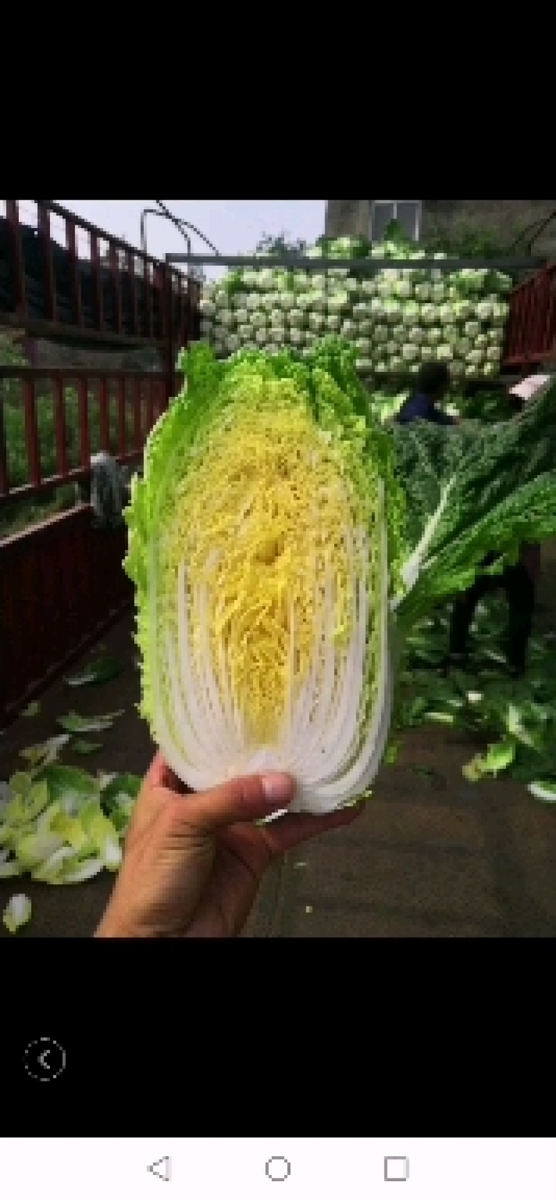 黄心大白菜