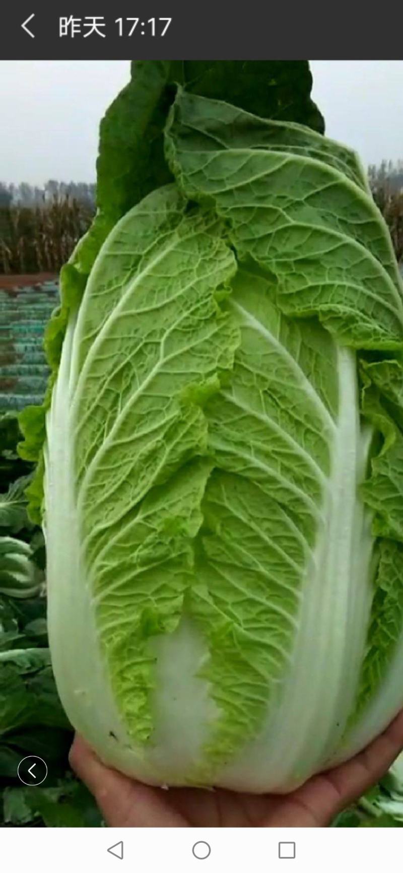 黄心大白菜