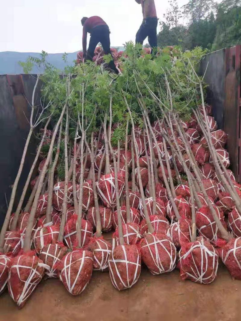 黄连木/绿化苗木/乔灌木/黄连木/原生态树苗/林木种苗