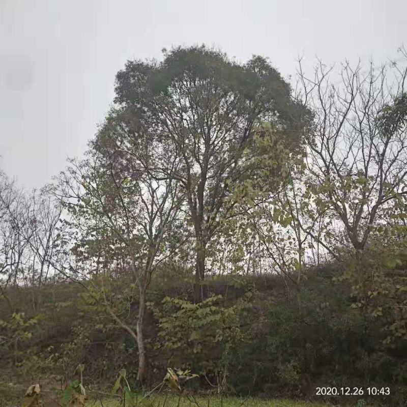 黄连木/绿化苗木/乔灌木/黄连木/原生态树苗/林木树苗