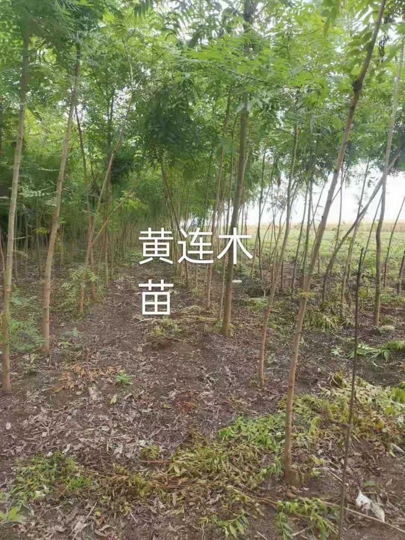 黄连木/绿化苗木/乔灌木/黄连木/原生态树苗/林木树苗