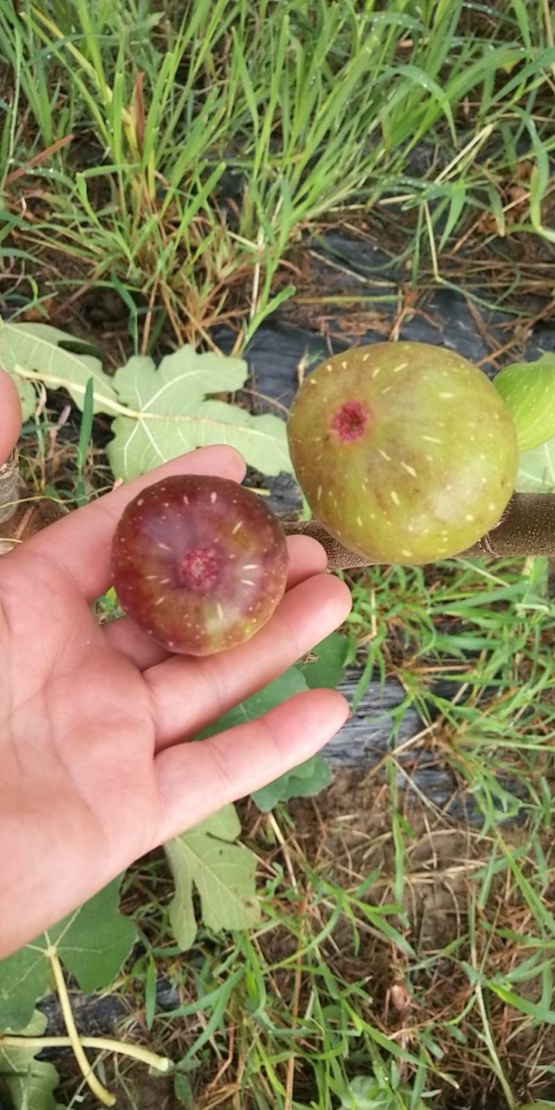 无花果基地直发口感蜜甜个头大一手货源可视频看货欢迎咨询