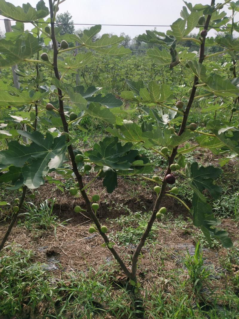无花果基地直发口感蜜甜个头大一手货源可视频看货欢迎咨询