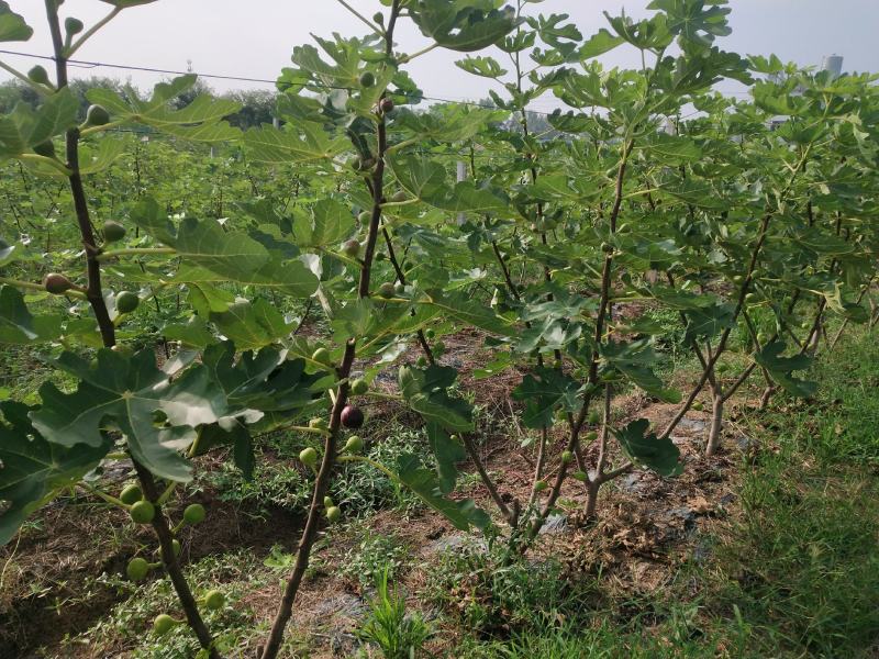 无花果基地直发口感蜜甜个头大一手货源可视频看货欢迎咨询