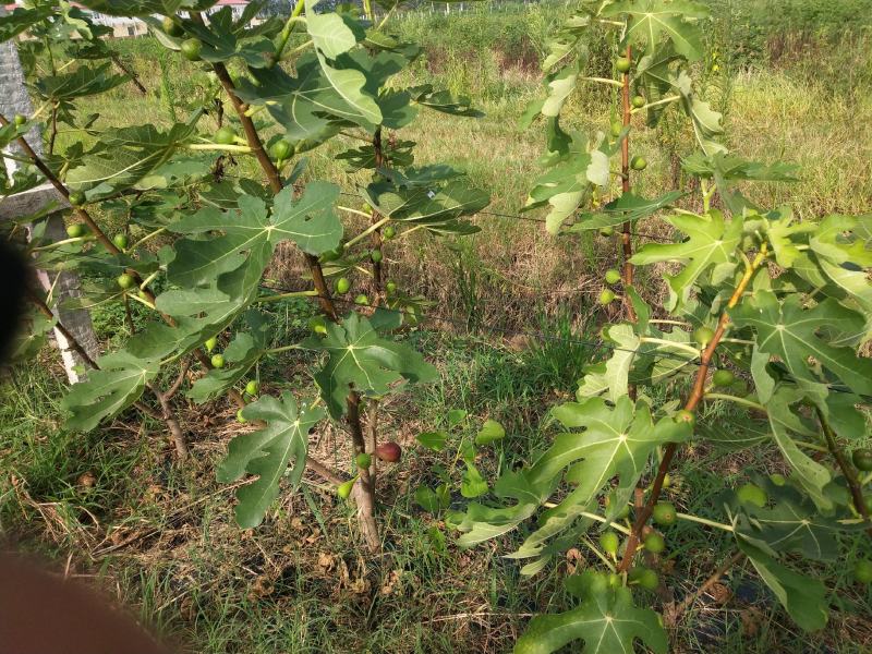 无花果基地直发口感蜜甜个头大一手货源可视频看货欢迎咨询