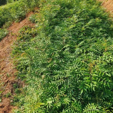 黄连木/绿化苗木/乔灌木/黄连木