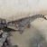 鳄鱼活体20-30斤100斤鳄鱼活体全国发货到家