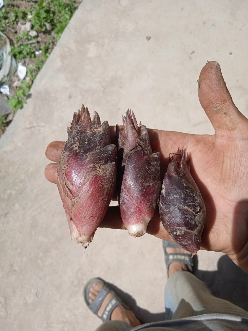 湖南阳荷洋合笋根苗野生阳荷姜蔬菜阳和洋荷茗洋火姜
