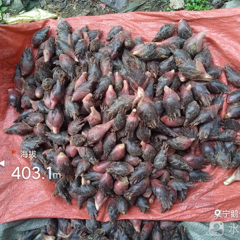 湖南阳荷洋合笋根苗野生阳荷姜蔬菜阳和洋荷茗洋火姜