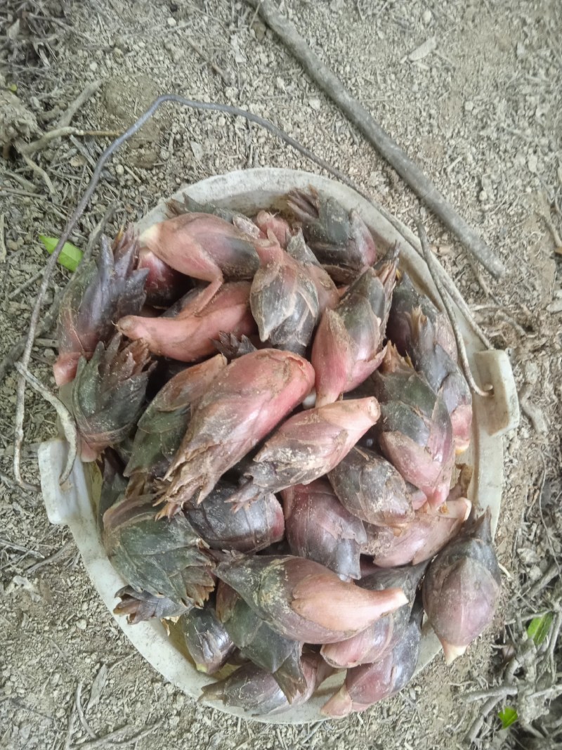 湖南阳荷洋合笋根苗野生阳荷姜蔬菜阳和洋荷茗洋火姜