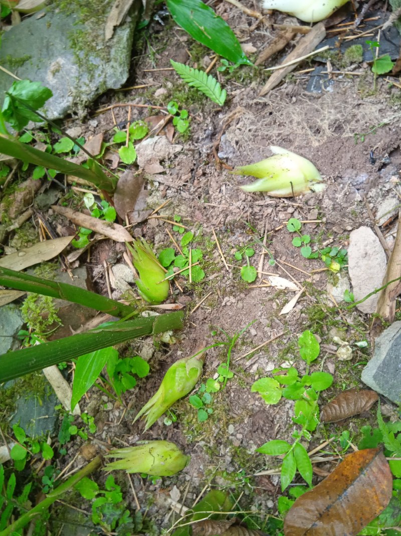 湖南阳荷洋合笋根苗野生阳荷姜蔬菜阳和洋荷茗洋火姜