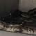 鳄鱼活体20-30斤100斤鳄鱼活体全国发货到家