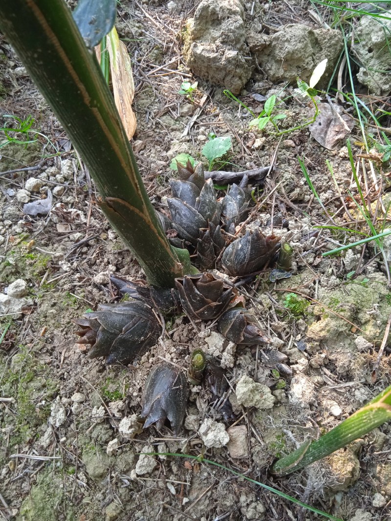 湖南阳荷洋合笋根苗野生阳荷姜蔬菜阳和洋荷茗洋火姜