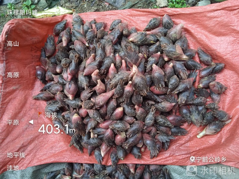 湖南阳荷洋合笋根苗野生阳荷姜蔬菜阳和洋荷茗洋火姜