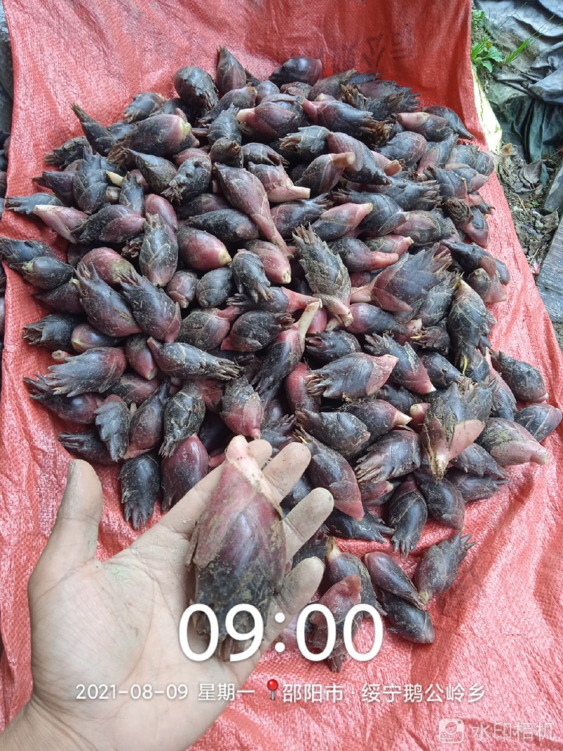 湖南阳荷洋合笋根苗野生阳荷姜蔬菜阳和洋荷茗洋火姜