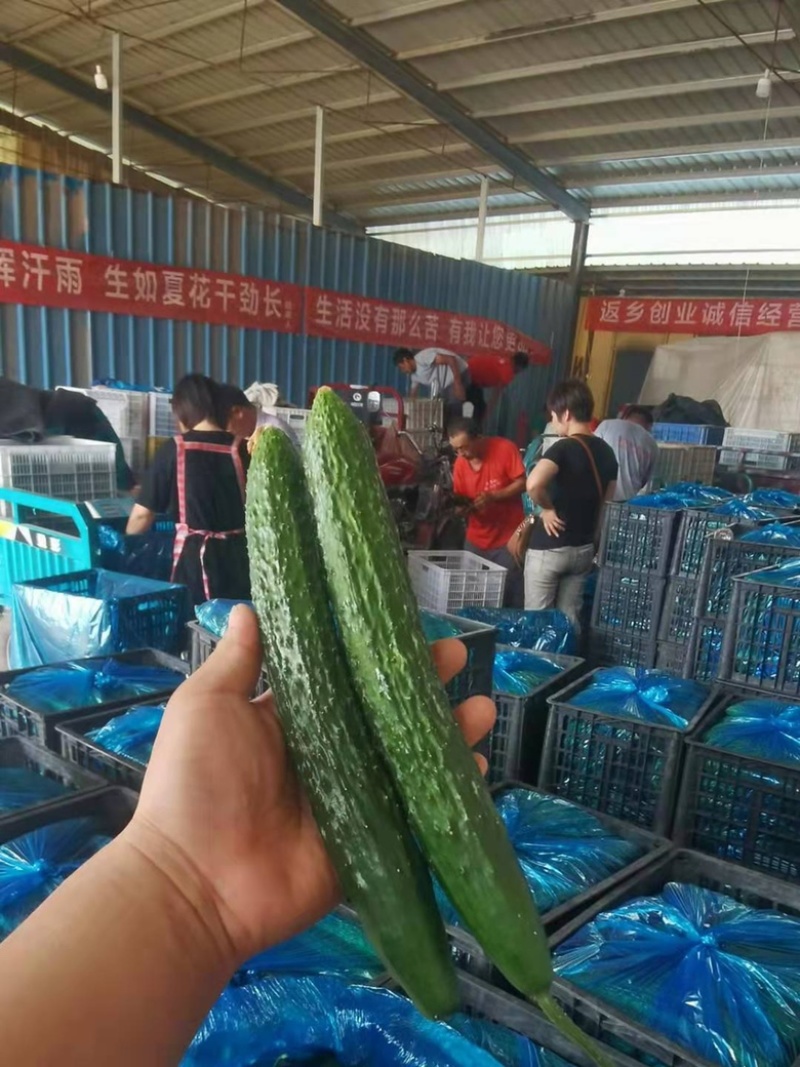 【精品】密刺黄瓜中小条青瓜山东莘县大量上市中支持各种包装