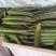 【精品】密刺黄瓜中小条青瓜山东莘县大量上市中支持各种包装
