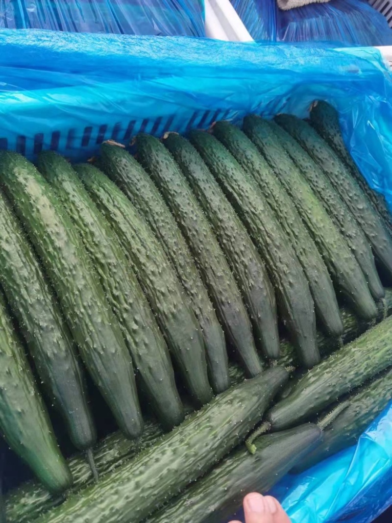 【精品】密刺黄瓜中小条青瓜山东莘县大量上市中支持各种包装