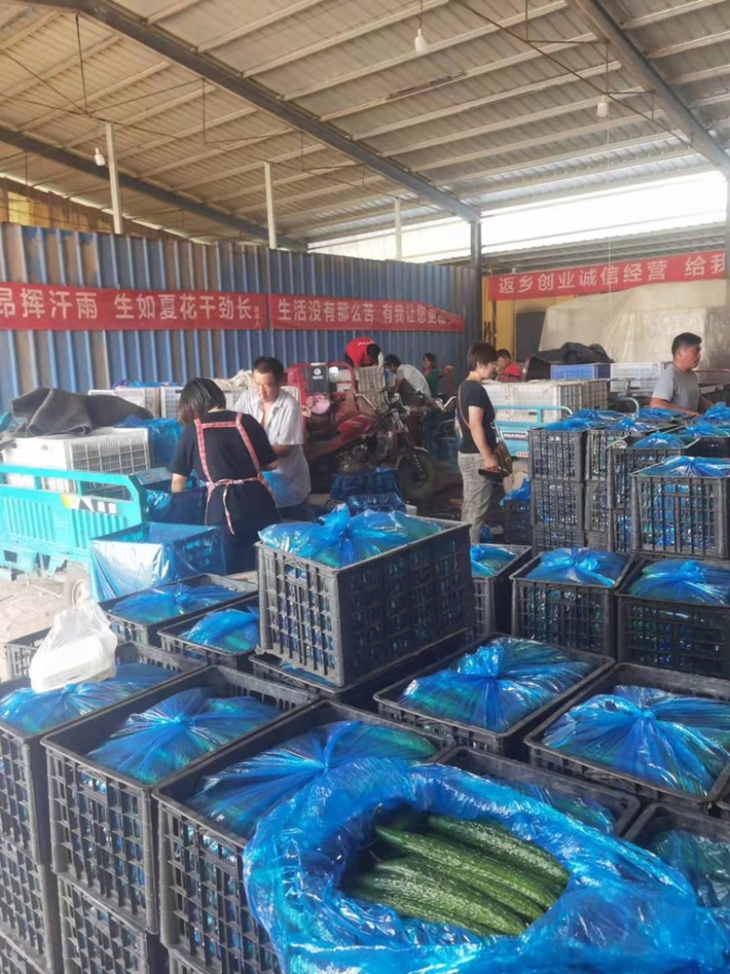 【精品】密刺黄瓜中小条青瓜山东莘县大量上市中支持各种包装
