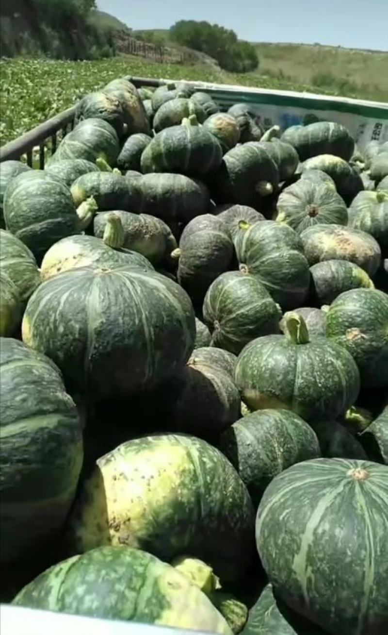 陕西榆林定边板栗南瓜大量供应产地直发一手货源干面甜糯