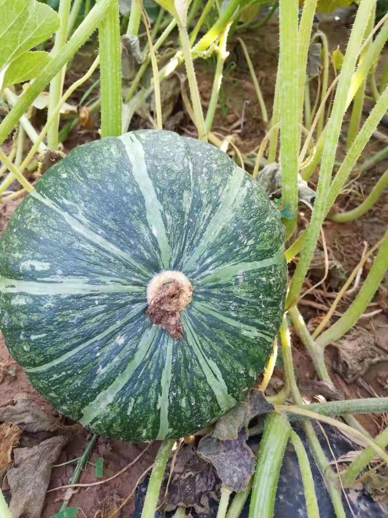 陕西榆林定边板栗南瓜大量供应产地直发一手货源干面甜糯