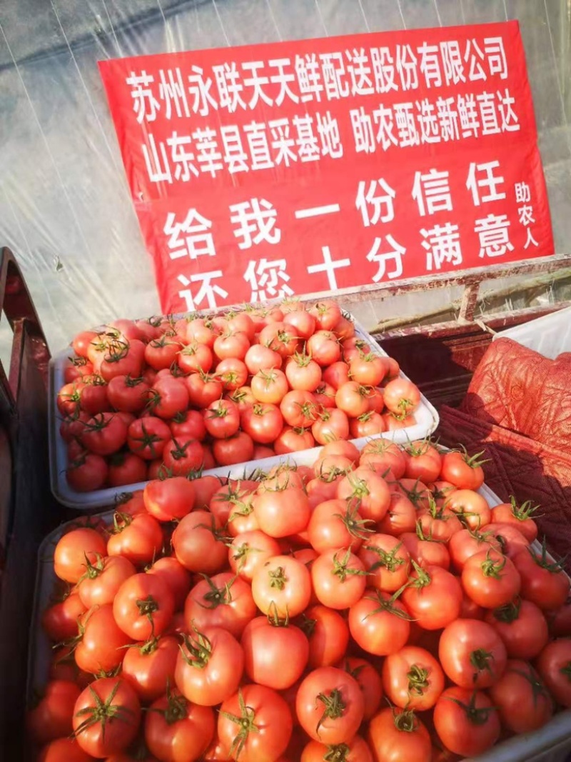 山东硬粉西红柿大红多种果蔬可以配车对接商超平台，各种包装