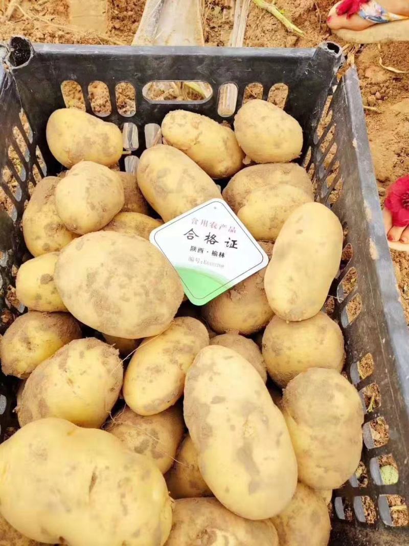 陕西土豆榆林定边希森6号土豆产地直供一手货源批发全国发货