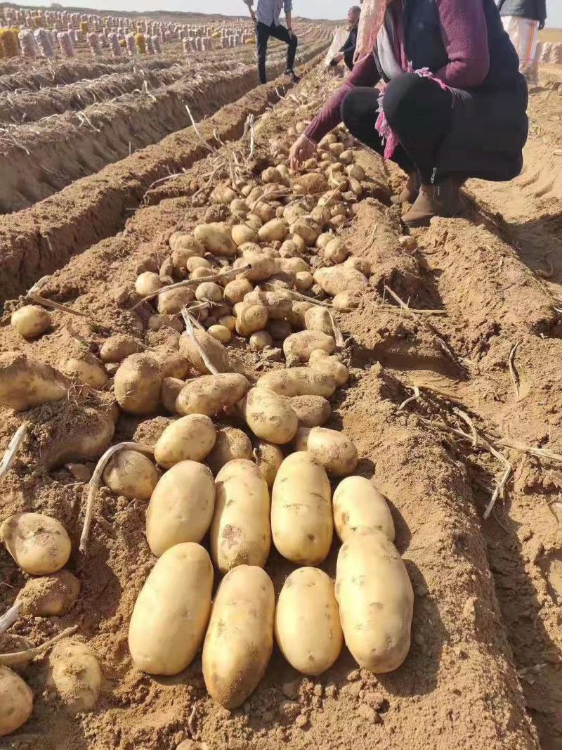 陕西土豆榆林定边希森6号土豆产地直供一手货源批发全国发货