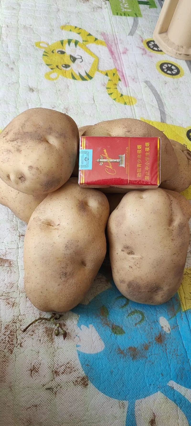 陕西土豆榆林定边希森6号土豆产地直供一手货源批发全国发货