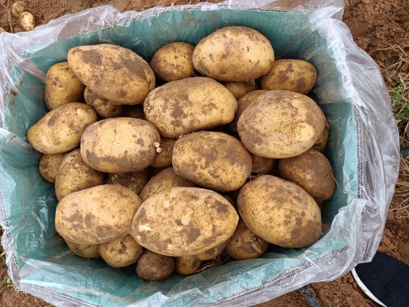 陕西土豆榆林定边希森6号土豆产地直供一手货源批发全国发货