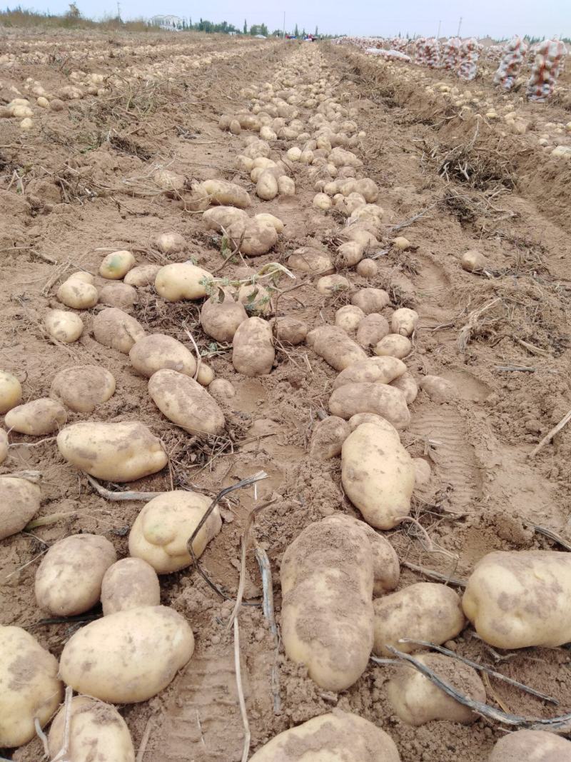 陕西土豆榆林定边希森6号土豆产地直供一手货源批发全国发货