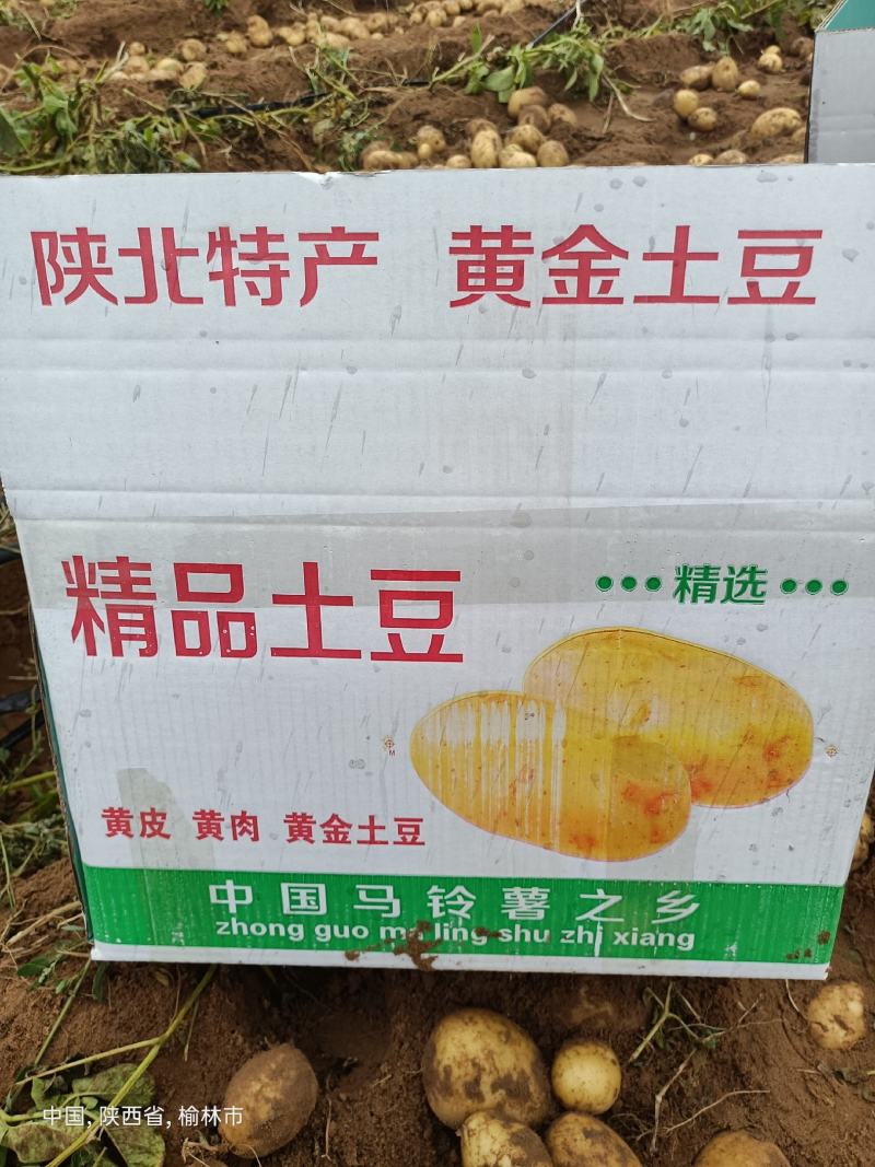 定边陇七