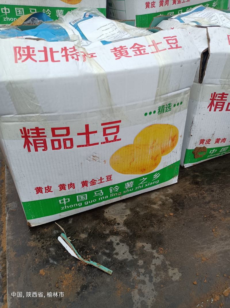 定边陇七