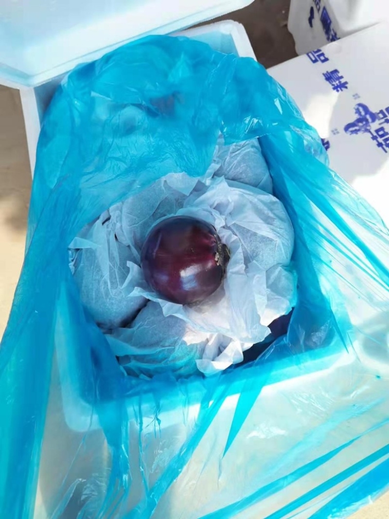 【热卖】紫光圆茄，山东茄子一手货源，果型好，量大质优