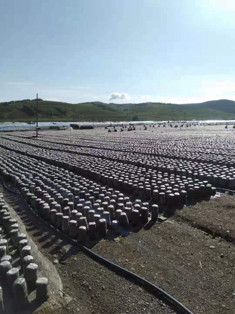 东北黑木耳产地直销小碗耳肉厚口感润滑筋道