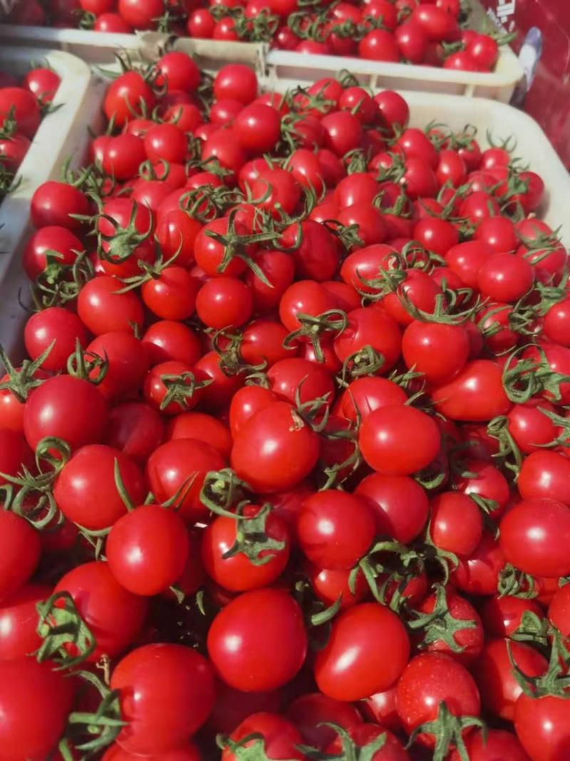 千禧6号圣女果贝贝小番茄原产地支持各种包装代收代发