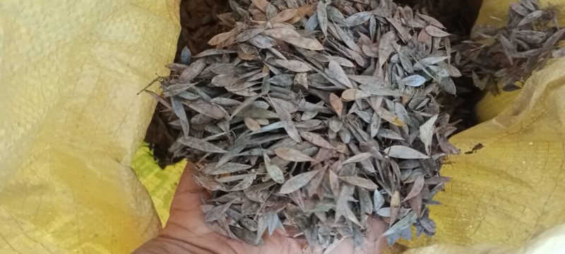 湖北省每年新博落回净种子发芽力强欢迎你的选购