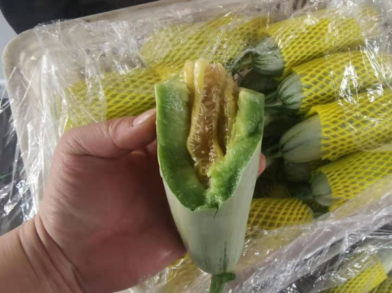 博洋61羊角甜瓜，皮薄肉厚甘甜可口，全国发货对接各地客商